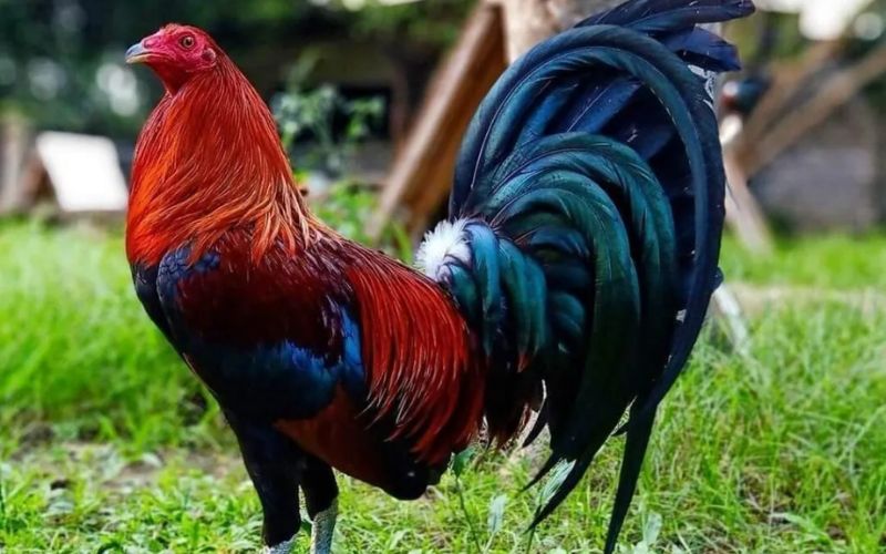 Tìm hiểu về các giống gà chọi nổi tiếng nhất thế giới