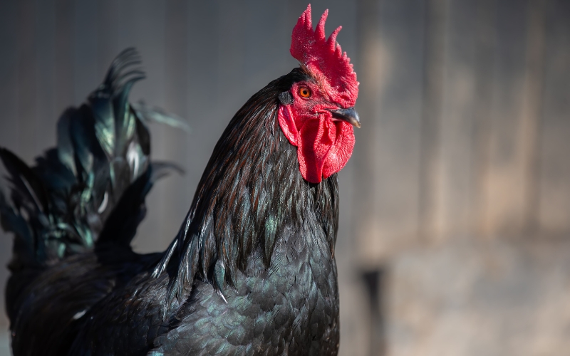 Top 5 giống gà chọi biểu tượng của Việt Nam