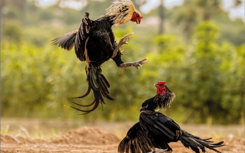 Cách chọn giống gà đá chuẩn: Bí quyết nhận diện chiến kê qua hình dáng