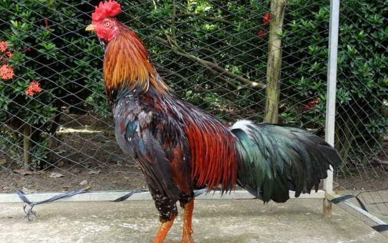 Cách nhận diện tướng mạo và kỹ năng của những dòng gà thiện chiến nhất